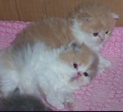 2 lovely red and white kittens
